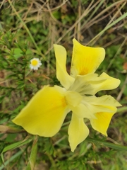 Moraea fugax