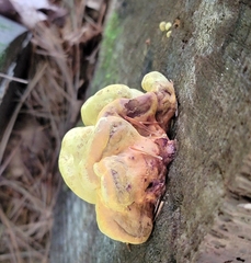 Pseudomerulius curtisii