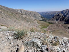 Elymus scribneri