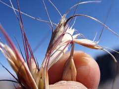 Elymus scribneri