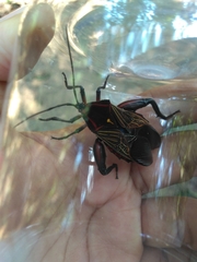 Pachylis pharaonis