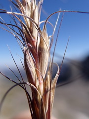 Elymus scribneri