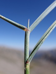 Elymus scribneri