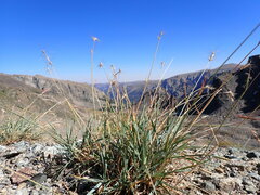Elymus scribneri