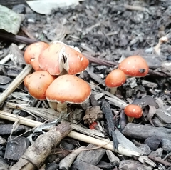 Leratiomyces