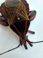 Pachylis pharaonis