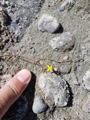 Ranunculus flammula filiformis