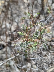 Adesmia miraflorensis