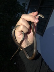 Boaedon fuliginosus