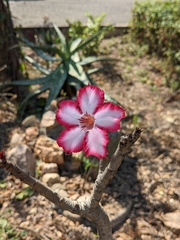 Adenium multiflorum