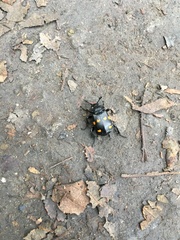 Nicrophorus defodiens