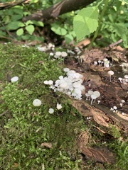 Delicatula integrella