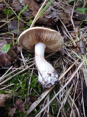 Hebeloma crustuliniforme