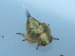 Issidae