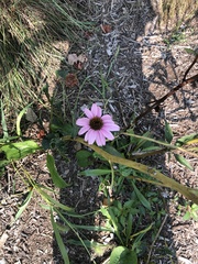 Echinacea