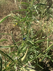 Chrysochus cobaltinus