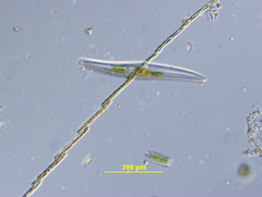 Bacillaria paxillifera