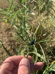 Chrysochus cobaltinus