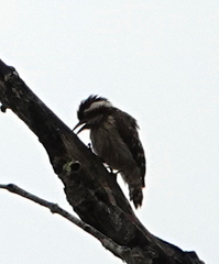 Yungipicus moluccensis