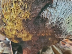 Aureoboletus russellii