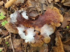 Aureoboletus russellii