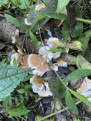 Laetiporus cincinnatus