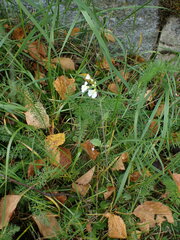 Arabidopsis arenosa