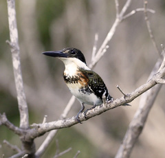 Chloroceryle americana