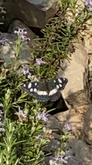 Limenitis reducta