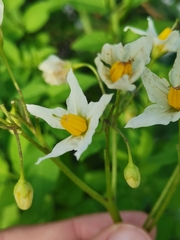 Solanum chacoense