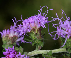 Liatris squarrulosa