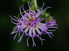 Liatris squarrulosa