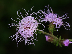 Liatris squarrulosa