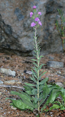 Liatris squarrulosa