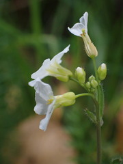Arabidopsis arenosa