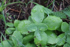 Hylotelephium maximum