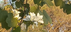 Bauhinia variegata candida
