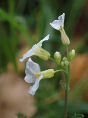 Arabidopsis arenosa