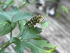 Papilio polyxenes asterius