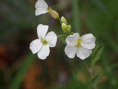 Arabidopsis arenosa