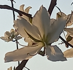 Bauhinia variegata candida