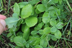 Hylotelephium maximum