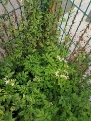 Solanum chacoense