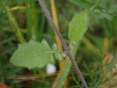 Arabidopsis arenosa
