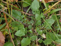 Arabidopsis arenosa