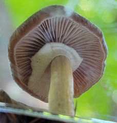 Armillaria sinapina