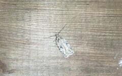 Agonopterix