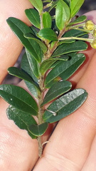 Diospyros glabra
