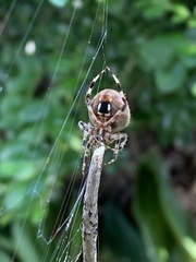 Neoscona