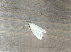 Miltochrista miniata